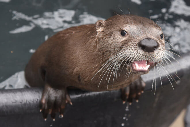 river otter pup