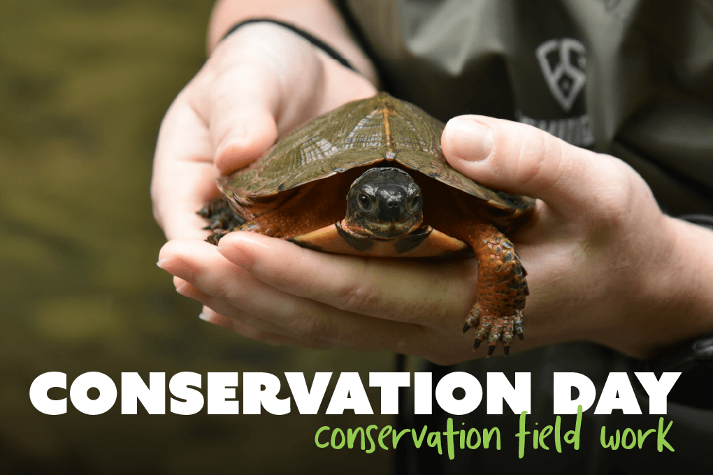 Conservation Day, conservation field work