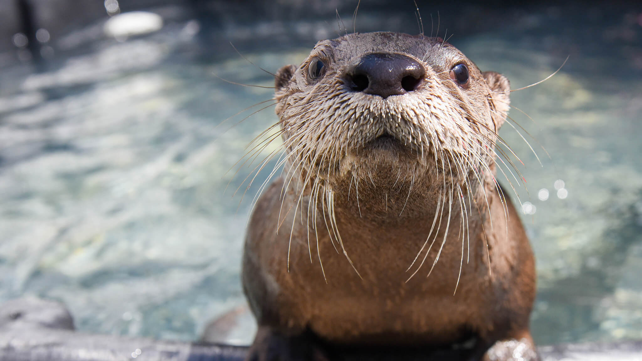 river otter pup