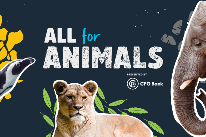 Headline text that states, All for Animals. Alongside photos of an African penguin, a lion, and an elephant.