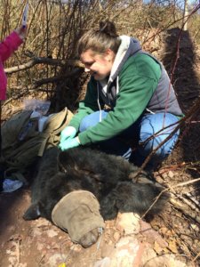vet tech with sedated black bear