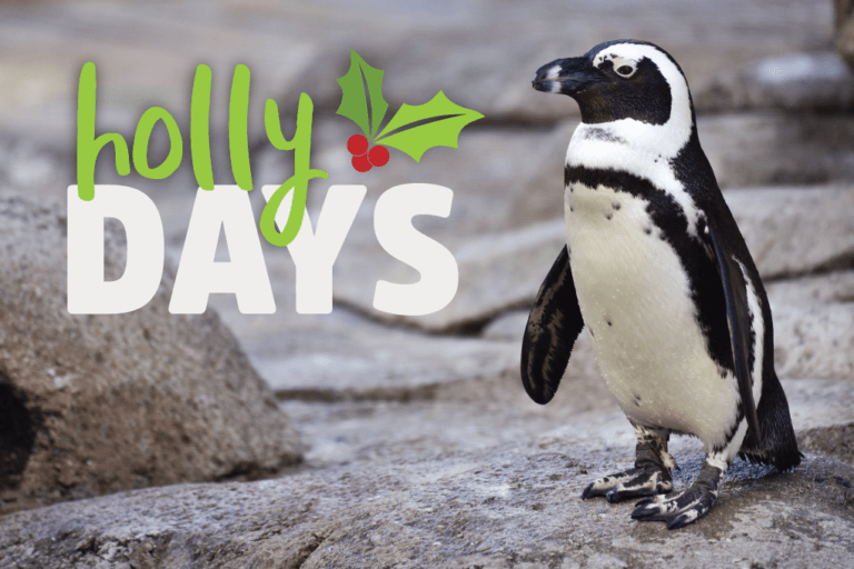 holly-days