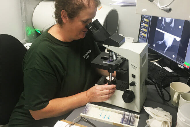 vet tech looking into microscope