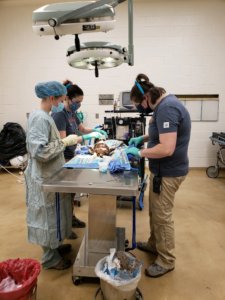 vet techs at operating table
