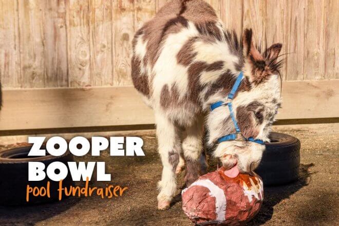 zooper bowl pool fundraiser