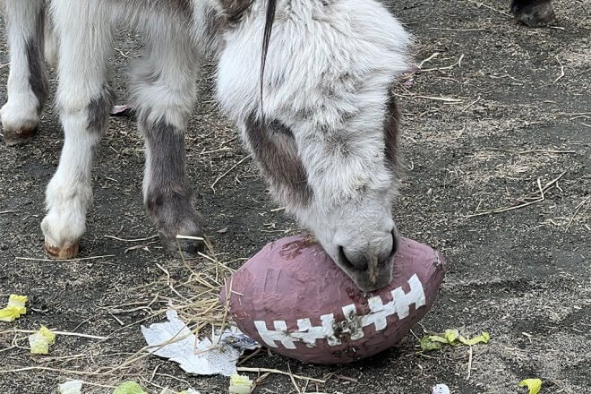 donkey with paper mache football