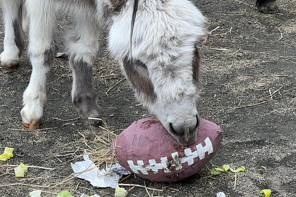 donkey with paper mache football