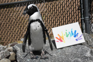 An African Penguin standing alongside a painting with multiple different colors painted on the canvas.