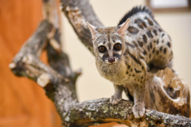 Cape Genet
