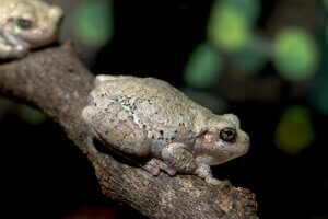 cope's tree frog on branch