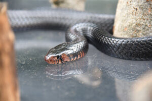 Eastern Indigo Snake