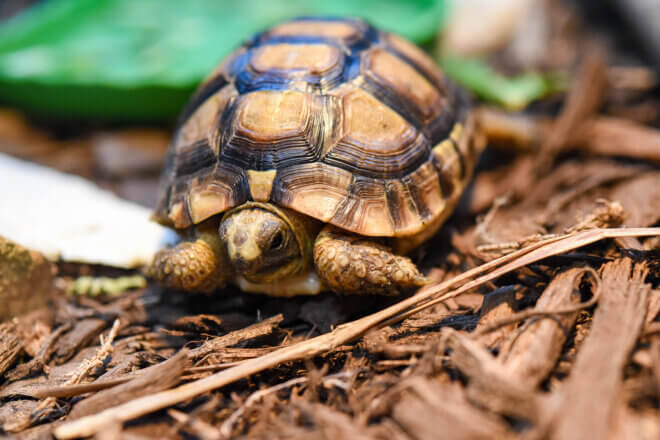 Greek tortoise animal ambassador