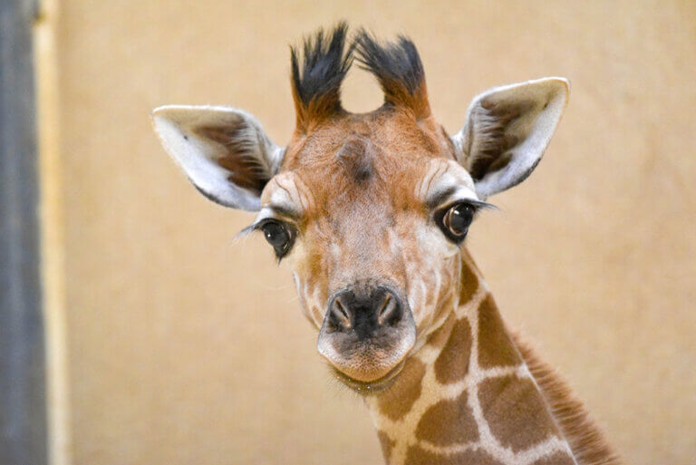 Close up of giraffe calf Titali