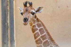 Giraffe Calf Titali