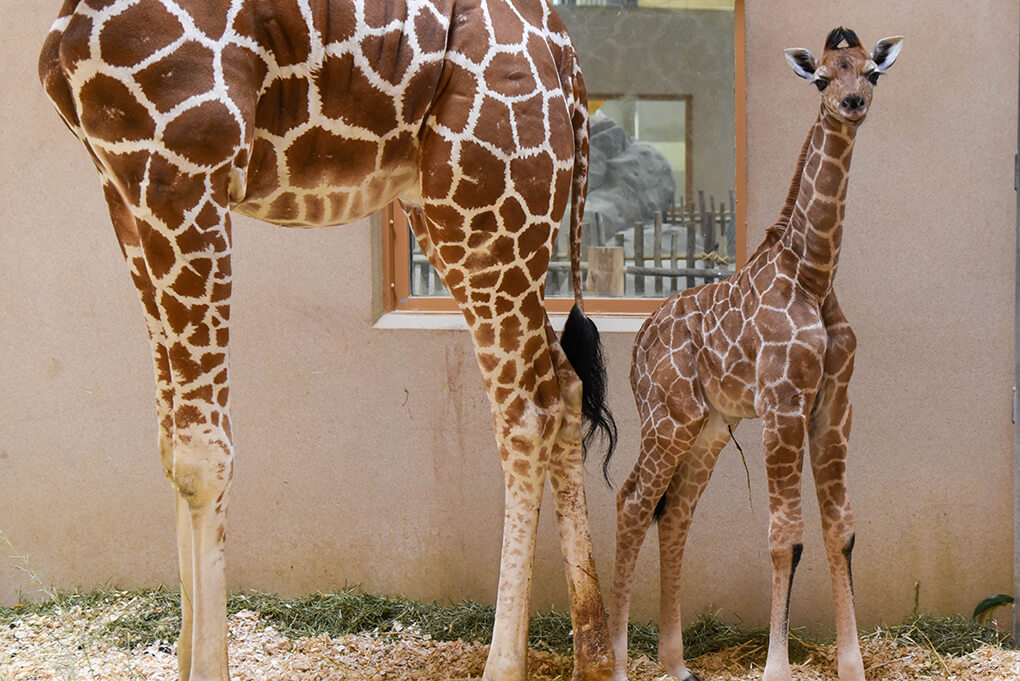 Giraffe Calf