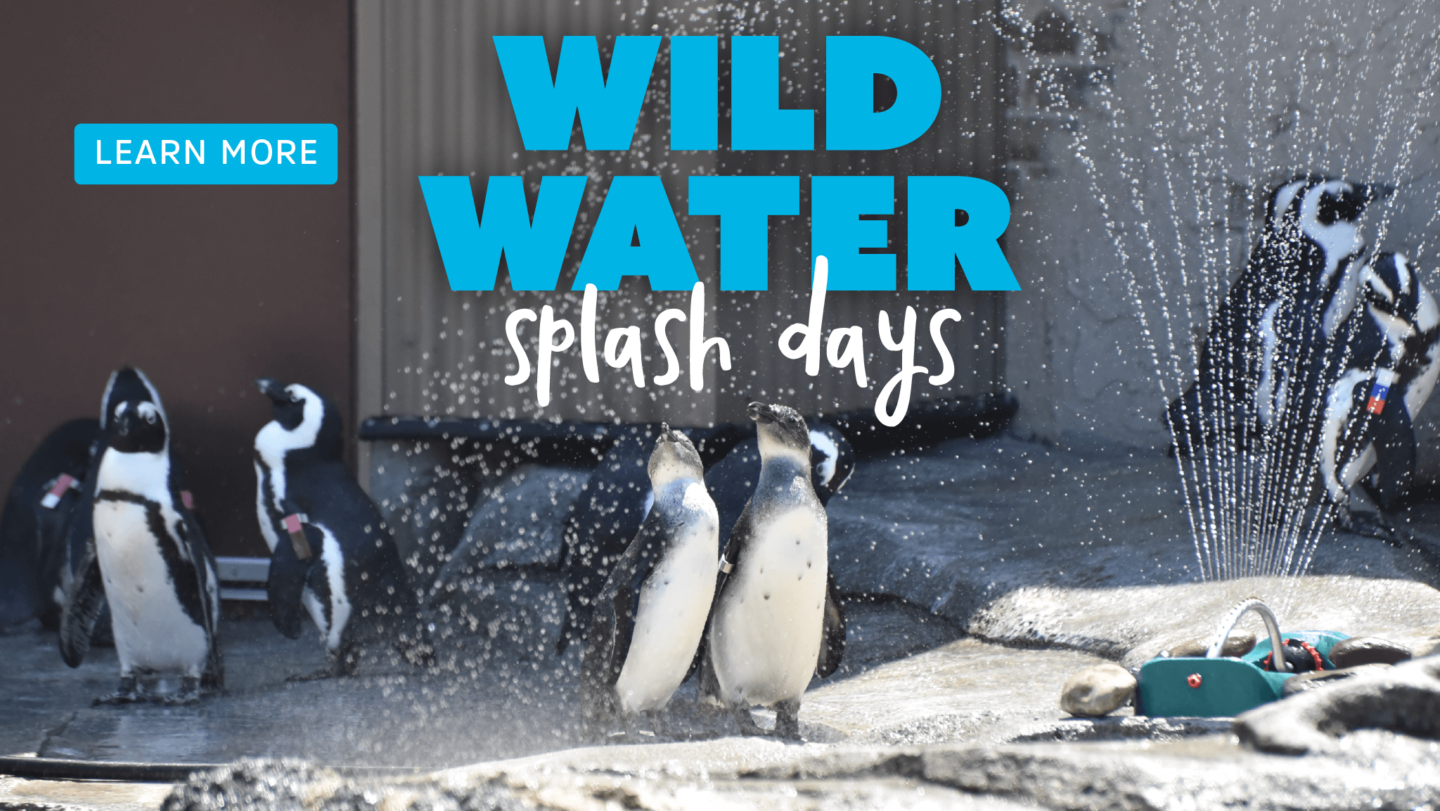 Wild Water Splash Days Learn More African penguins next to water sprinkler