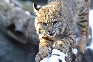 Bobcat on tree branch in the snow