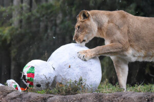 Lion with snowman themed enrichment while it is snowing