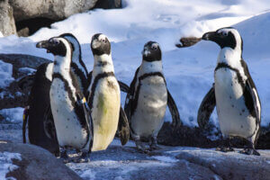 African penguins out in the snow