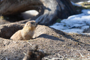 prairie dog peeking head out of hole in the snow