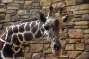 Kipi the giraffe inside the Giraffe House