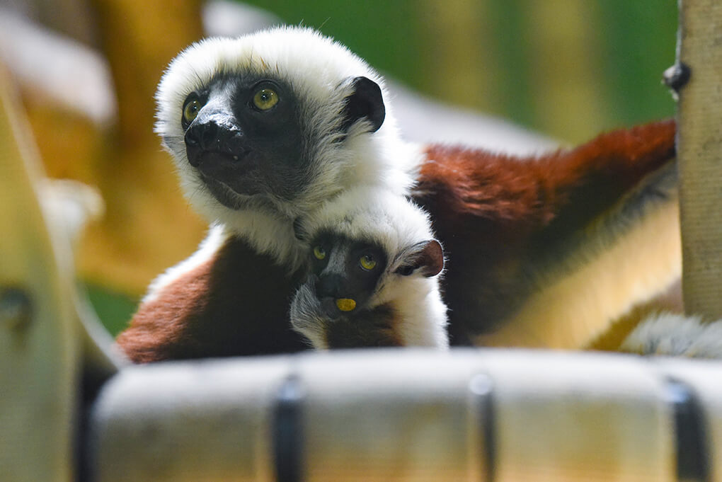 Juno the baby sifaka with mother