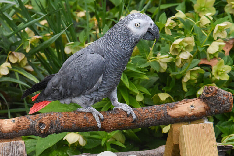 Echo the African grey parrot animal ambassador