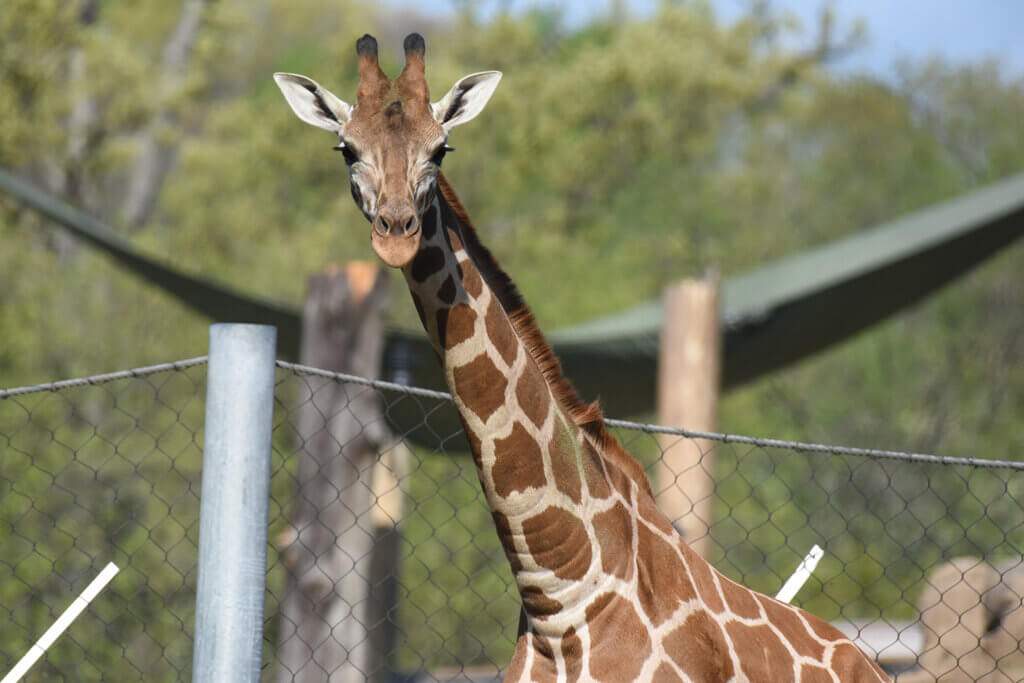 Big Mac the giraffe out in the yard