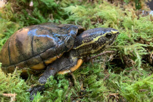 Striped Mud Turtle