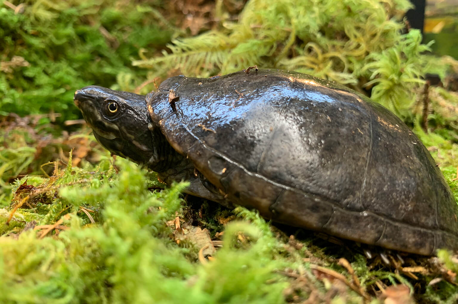 Common Musk Turtle | The Maryland Zoo