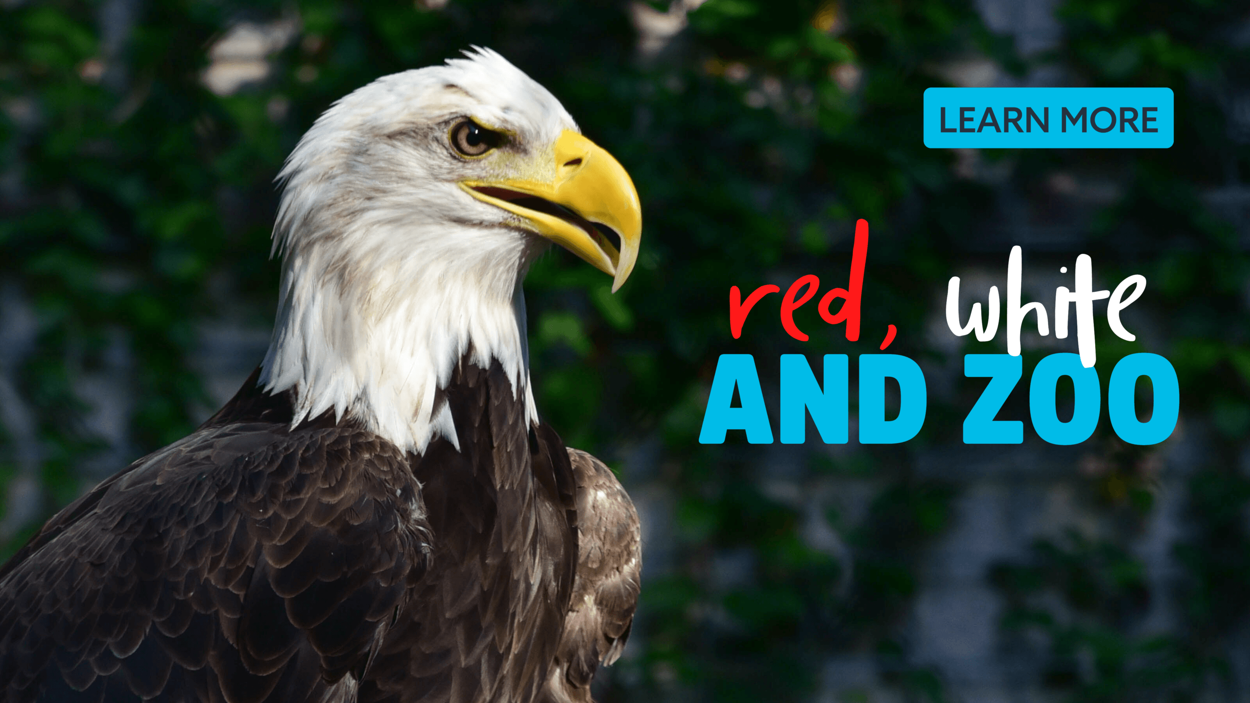 Red, white, and Zoo Learn More