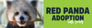 Red Panda Adoption with print