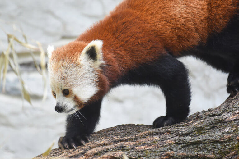 Red Panda | The Maryland Zoo