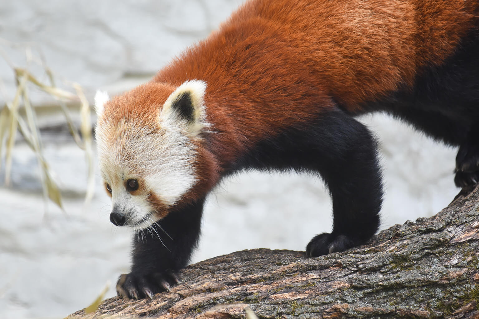 Red Panda | The Maryland Zoo