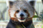 Red Panda | The Maryland Zoo