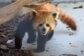 Red Panda | The Maryland Zoo