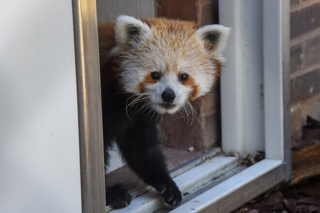 Red Panda Ember walking out of door to habitat