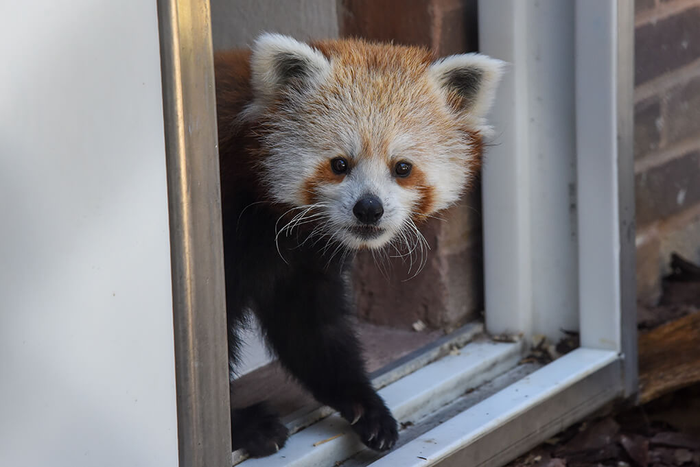 Red Panda Ember walking out of door to habitat