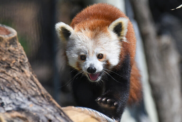 red panda walking on tree branch