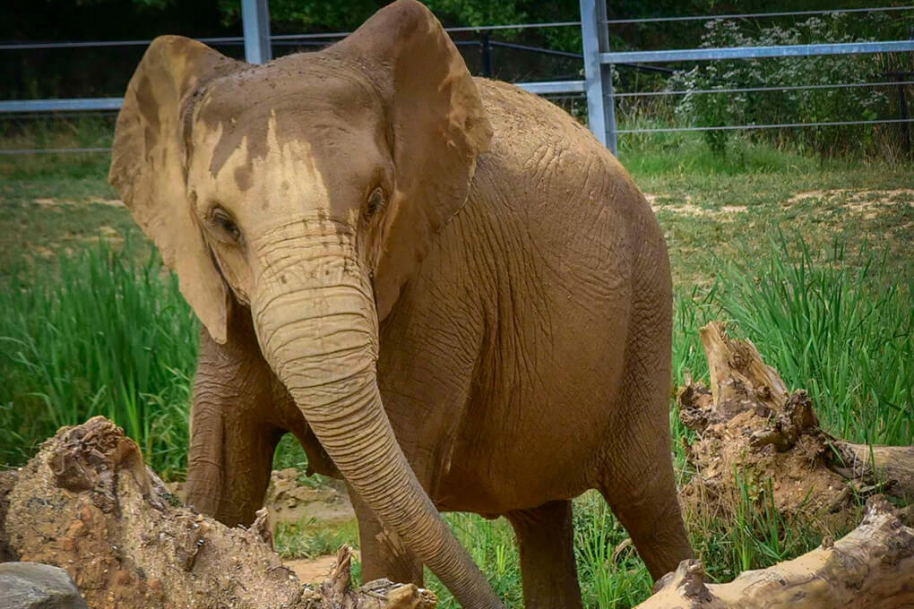 Felix the elephant
