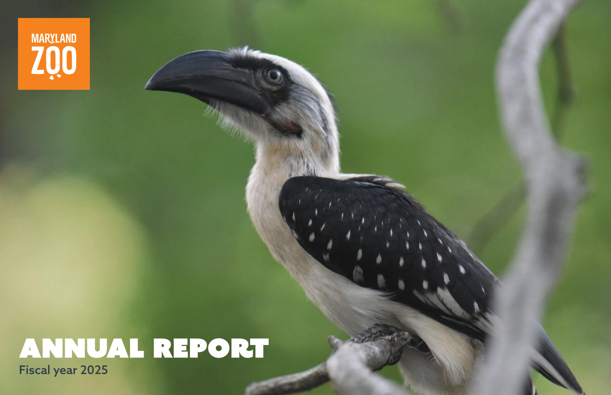 VDD bird on tree branch on annual report 2025 cover