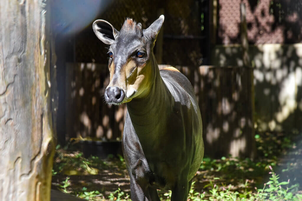 Astrid the yellow-backed duiker outside in yard background