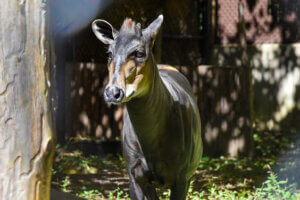 Astrid the yellow-backed duiker outside in yard