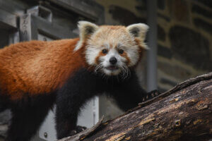 Red Panda Ember 